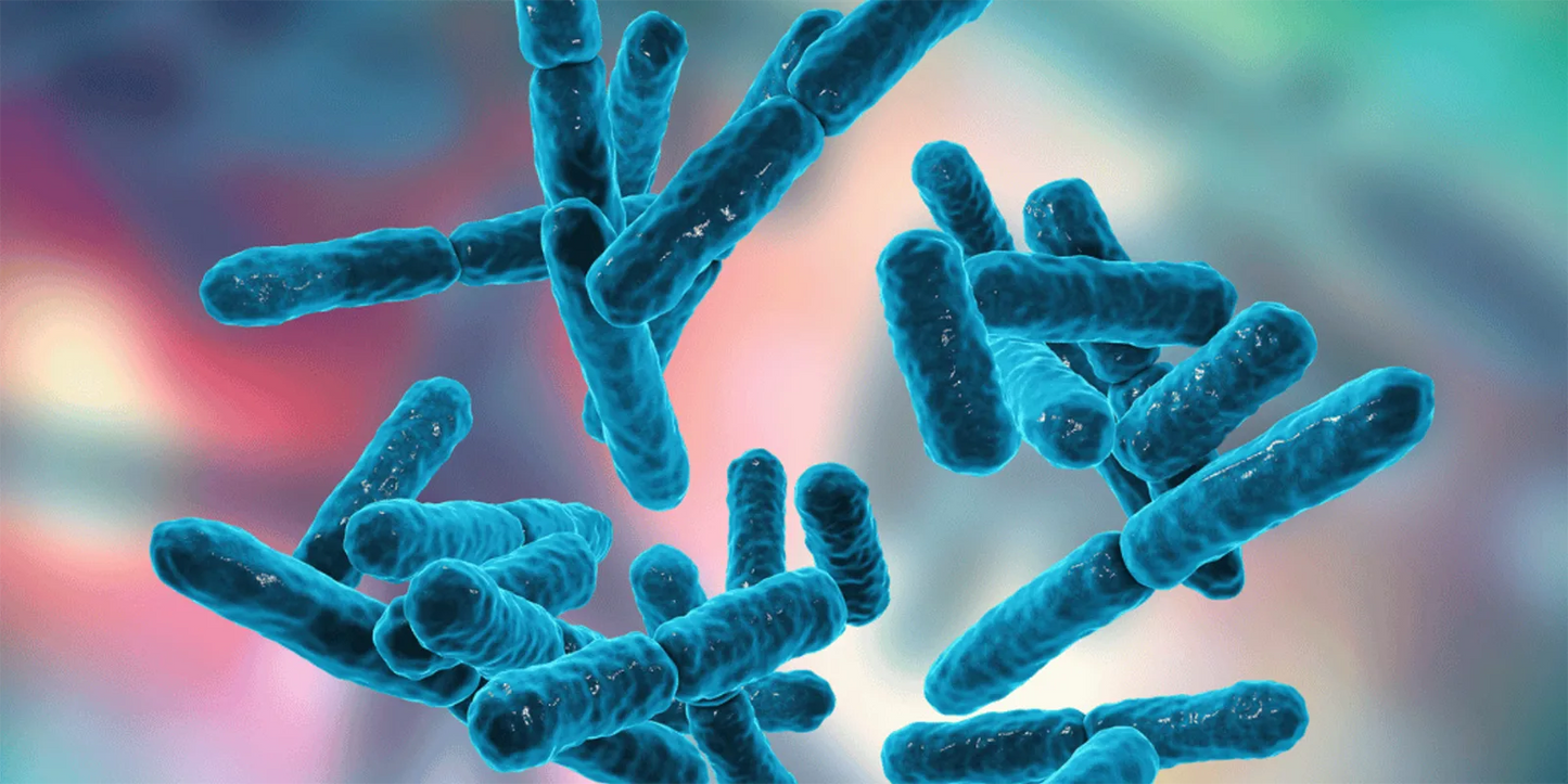 Microscopic view of blue, rod-shaped bacteria floating against a blurred gradient background of pink and green, conveying a scientific tone.